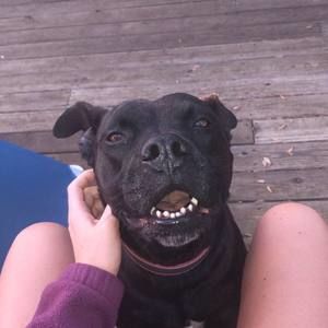 Meet your Posher, Bailey